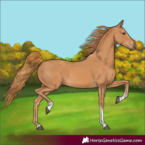 Horse Color:Chestnut Tobiano 