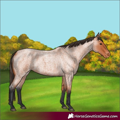 Horse Color:Bay Roan Appaloosa 