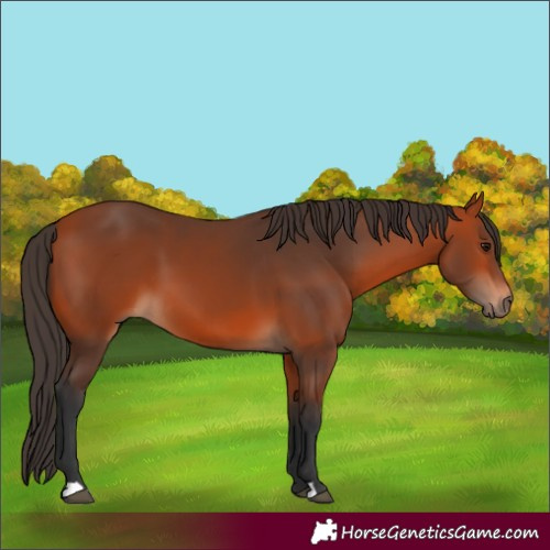 Horse Color:Bay 