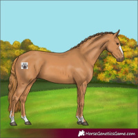Horse Color:Chestnut 