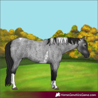 Horse Color:Gray Blue Roan Tobiano 