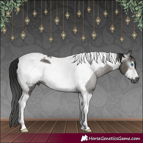 Horse Color:Gray Grullo Tobiano Frame 