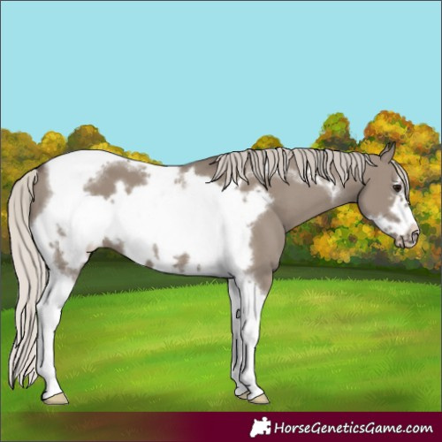 Horse Color:Silver Grullo Tobiano Frame 