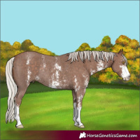 Horse Color:Silver Black Sabino Rabicano