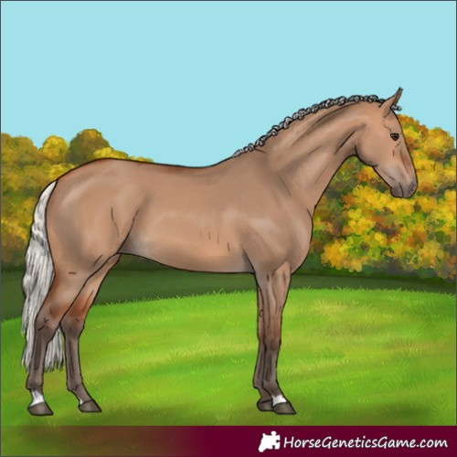 Horse Color:Silver Bay Dun