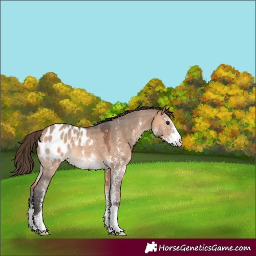 Horse Color:Bay Dun Sabino Blanket 