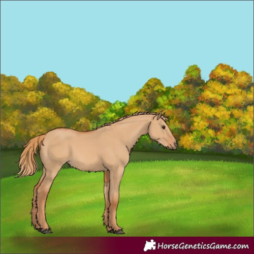 Horse Color:Red Dun 