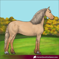 Horse Color:Red Dun 