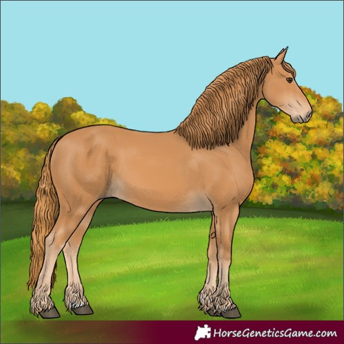 Horse Color:Chestnut 