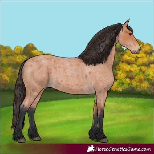 Horse Color:Bay Roan 