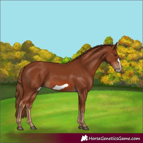 Horse Color:Chestnut Frame 