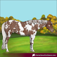 Horse Color:White Spotted Silver Black Appaloosa 