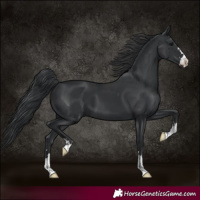 Horse Color:Black 