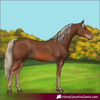 Horse Color:Chestnut 