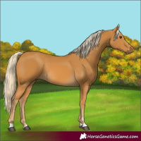 Horse Color:Palomino Rabicano 