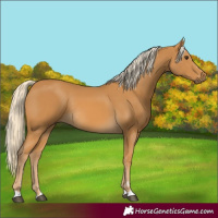 Horse Color:Palomino Rabicano