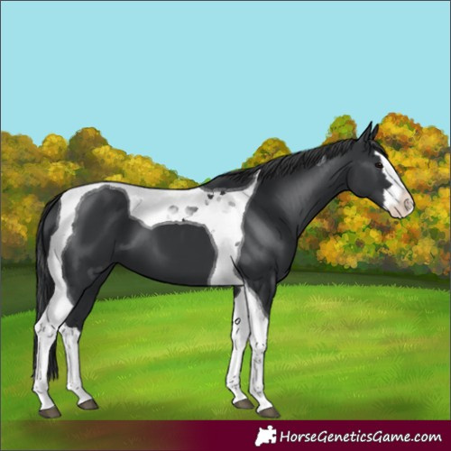 Horse Color:Black Splash Tobiano 