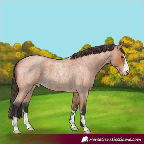 Horse Color:Bay Roan Appaloosa 