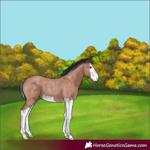 Horse Color:Bay Roan Splash 