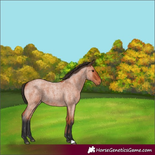 Horse Color:Unknown 