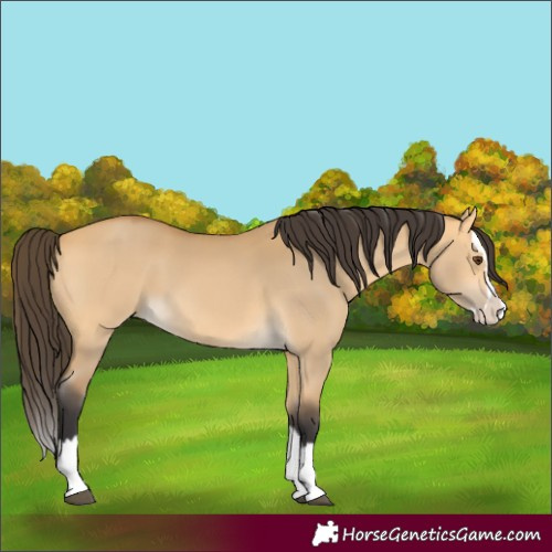 Horse Color:Buckskin Dun Splash 