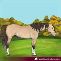 Horse Color:Buckskin Dun Splash