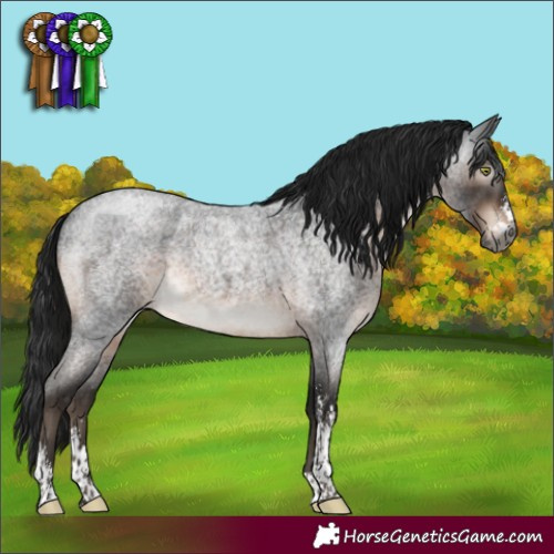 Horse Color:Gray Brown Roan Mushroom Sabino 