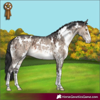 Horse Color:White Spotted Brown Dun Mushroom Sabino Brindle 