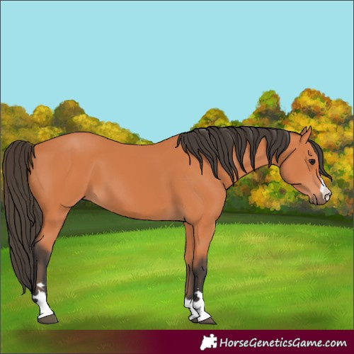 Horse Color:Unknown 