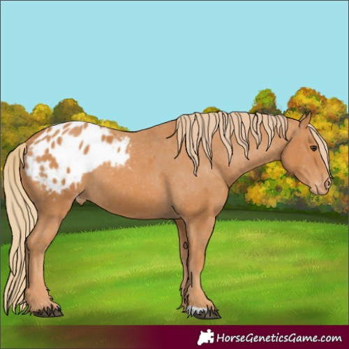 Horse Color:Chestnut Appaloosa