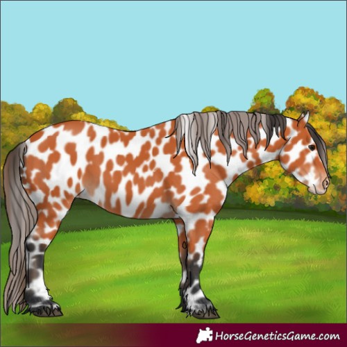 Horse Color:Bay Near Leopard 