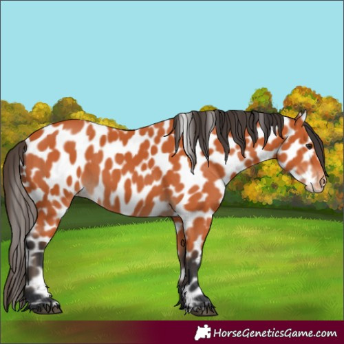 Horse Color:Bay Appaloosa 