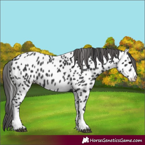 Horse Color:Black Near Leopard 