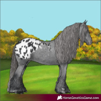 Horse Color:Black Appaloosa