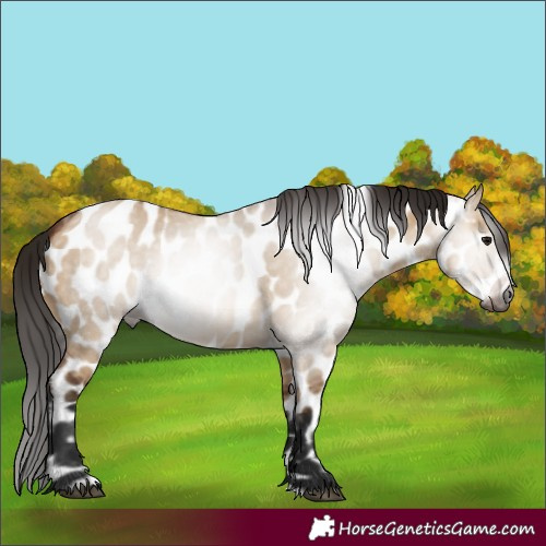 Horse Color:Gray Bay Dun Appaloosa 