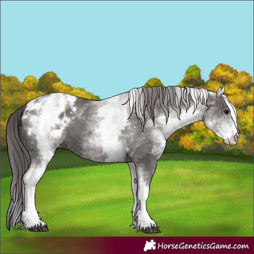 Horse Color:White Spotted Grullo Appaloosa 