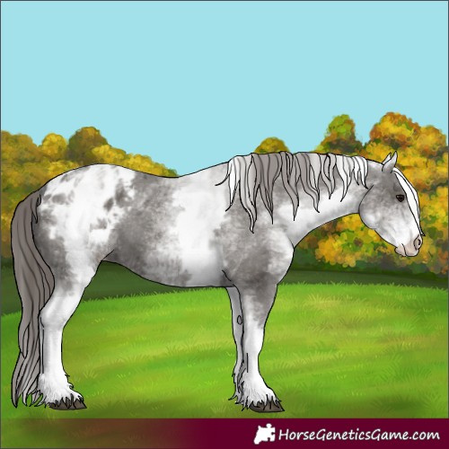 Horse Color:White Spotted Grullo Appaloosa