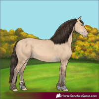 Horse Color:Amber Champagne Dun