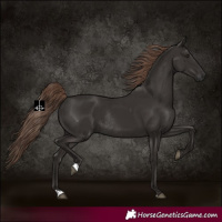 Horse Color:Liver Chestnut Rabicano 