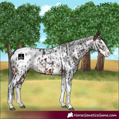 Horse Color:Brown Splash Tobiano Appaloosa  and Brown Splash Tobiano Appaloosa 