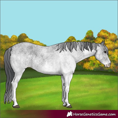 Horse Color:White Spotted Blue Roan 