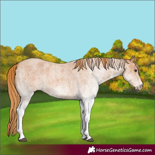 Horse Color:White Spotted Red Roan 