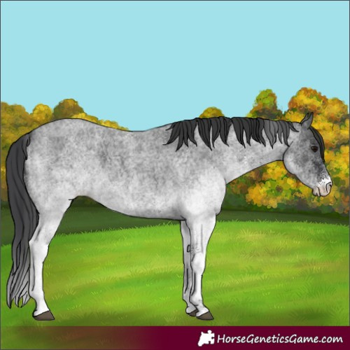 Horse Color:White Spotted Blue Roan 