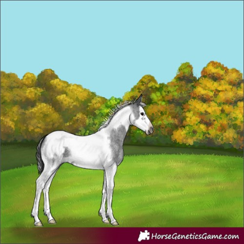 Horse Color:Blue Roan Splash Tobiano Frame 