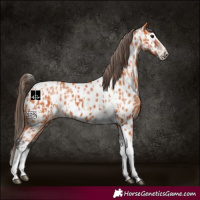 Horse Color:Bay Splash Tobiano Appaloosa  and Bay Splash Tobiano Appaloosa Rabicano 