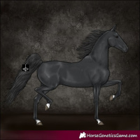 Horse Color:Black 