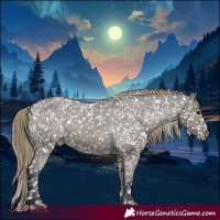 Horse Color:Smoky Grullo Appaloosa 