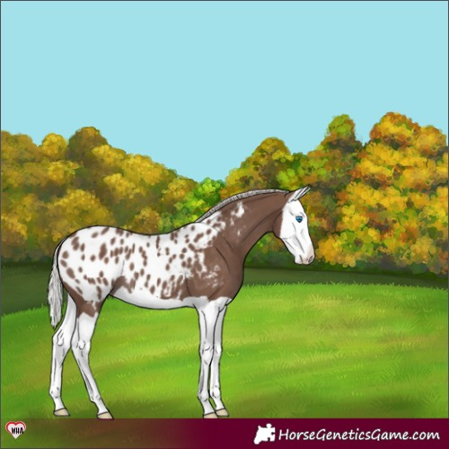 Horse Color:Silver Black Splash Appaloosa 