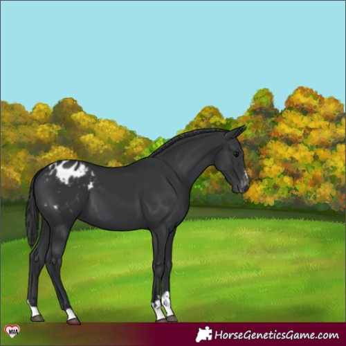Horse Color:Black Appaloosa 