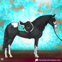 Horse Color:Black Appaloosa 